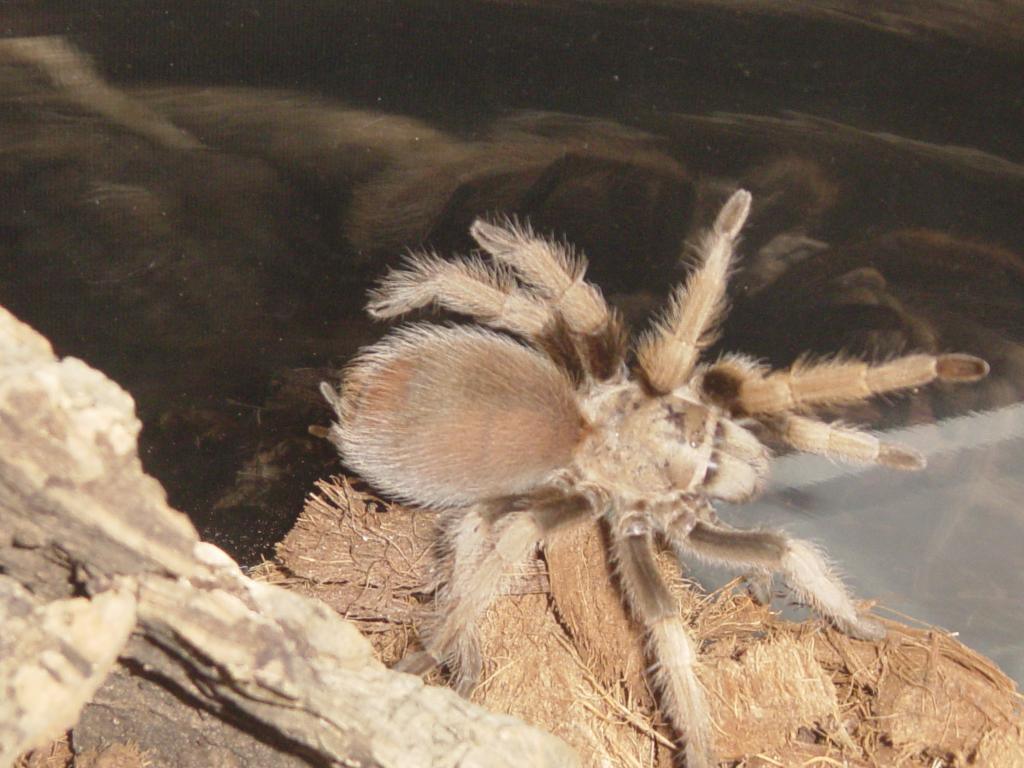Aphonopelma sp. New River