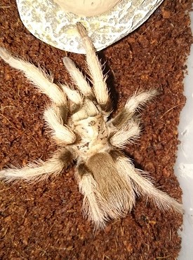 Aphonopelma sp new river