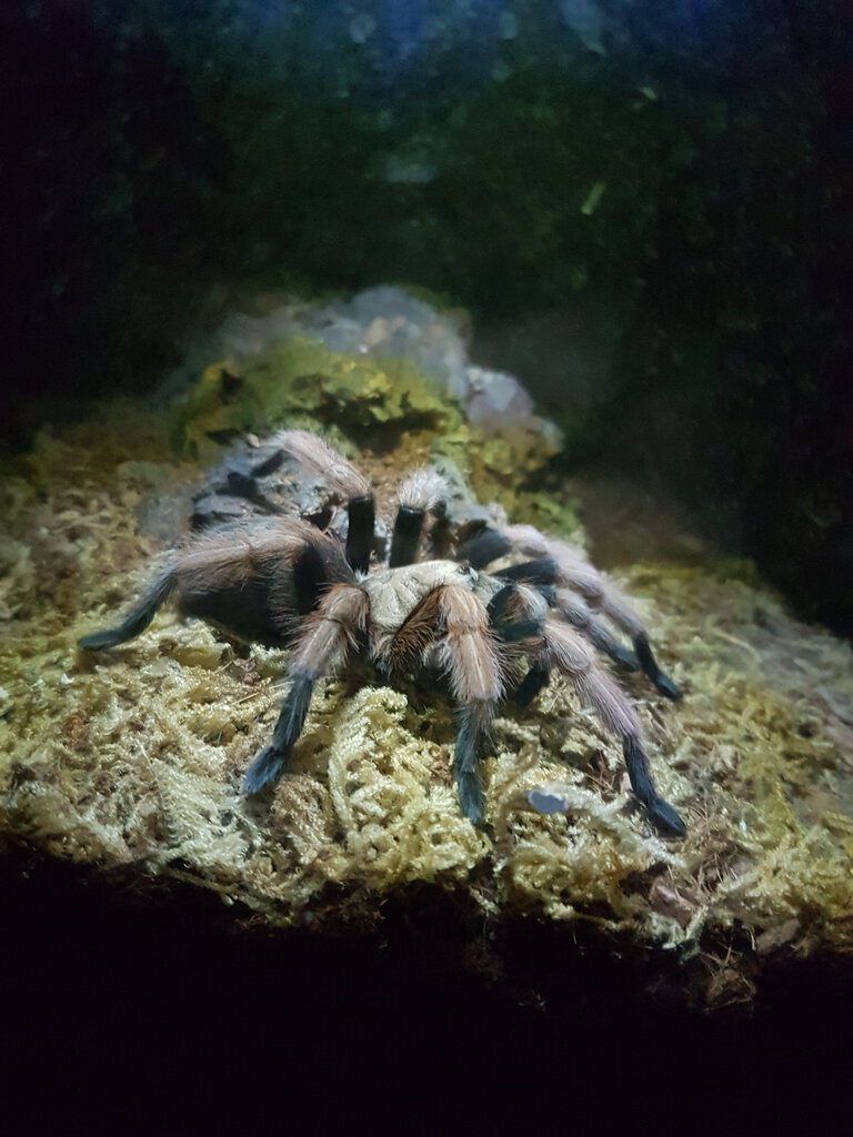 Aphonopelma sp new river
