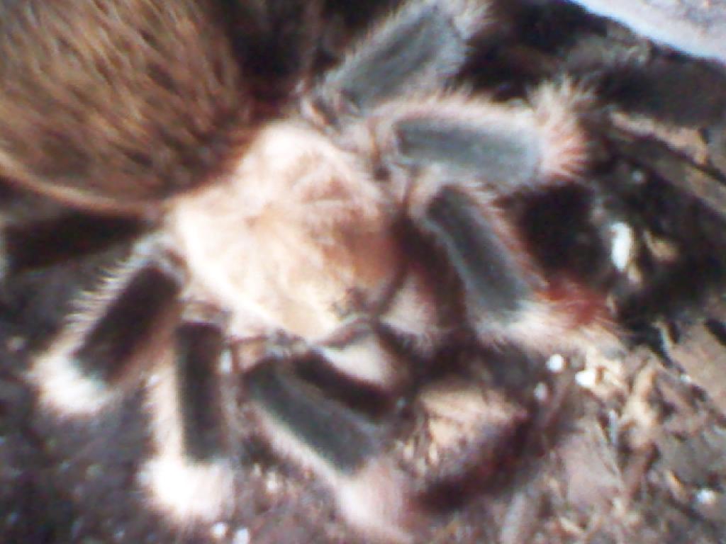 Aphonopelma sp.newriver