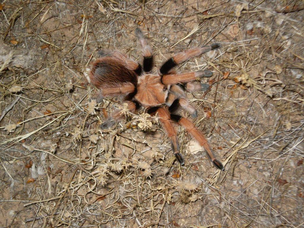 Aphonopelma Sp.