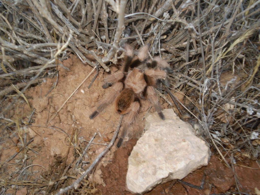 Aphonopelma Sp