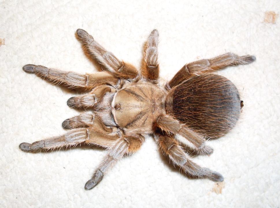 Aphonopelma Sp.