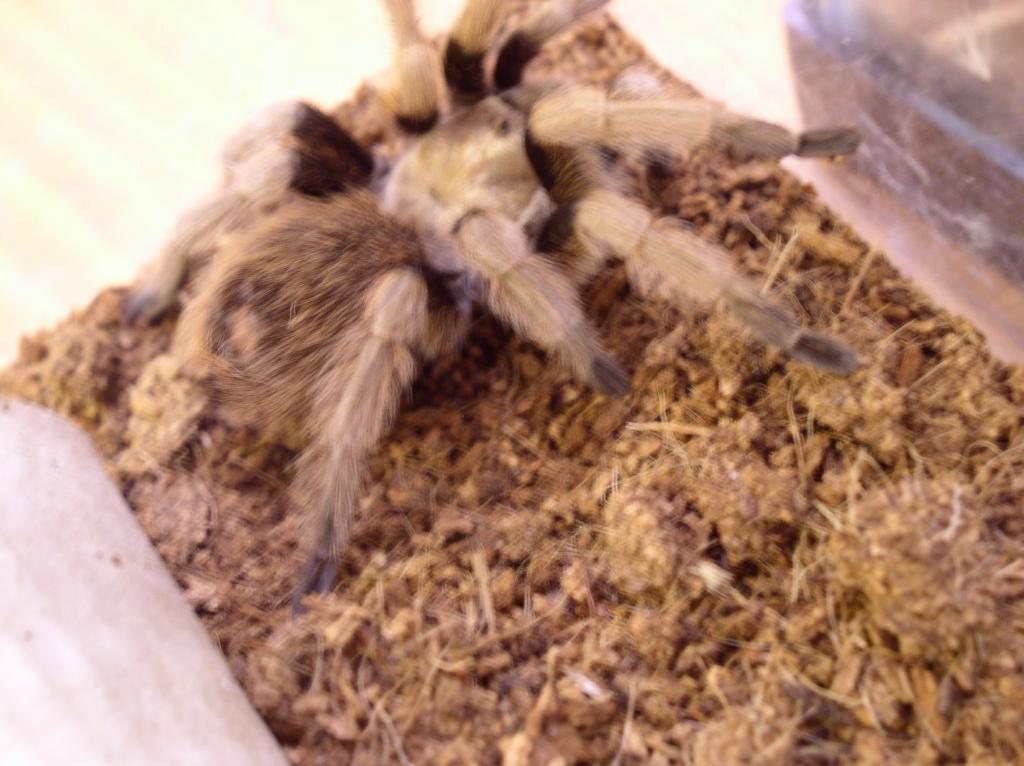 Aphonopelma sp