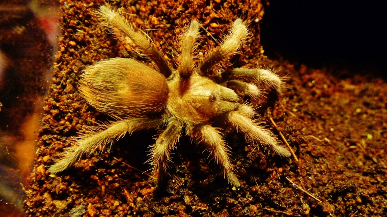 Aphonopelma Sp