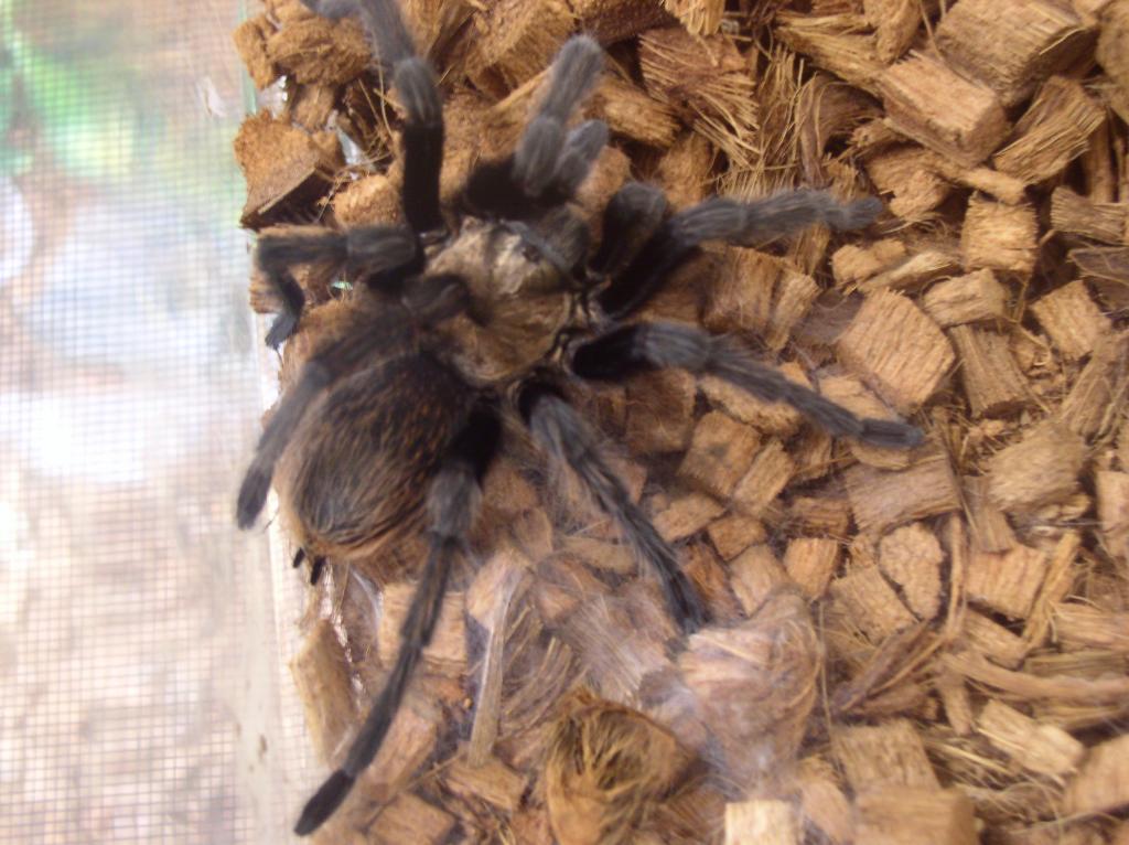 Aphonopelma sp