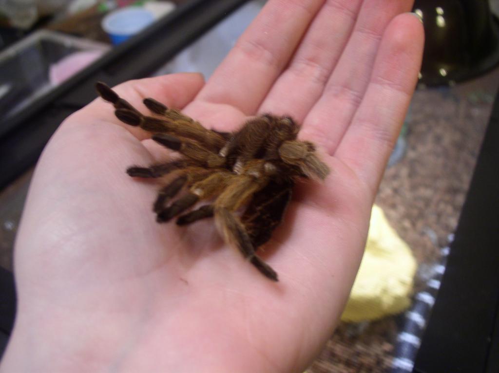 Aphonopelma sp