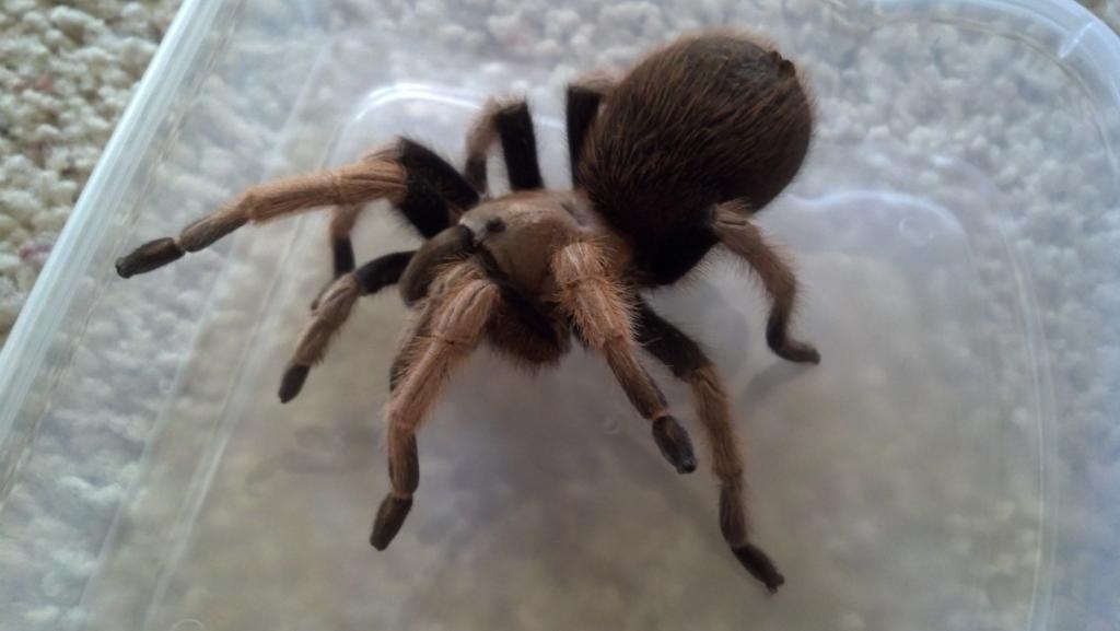 Aphonopelma Sp.