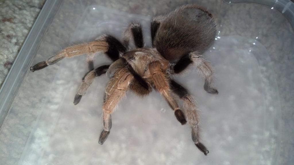 Aphonopelma Sp.