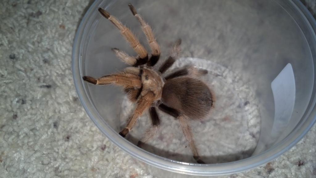 Aphonopelma Sp.