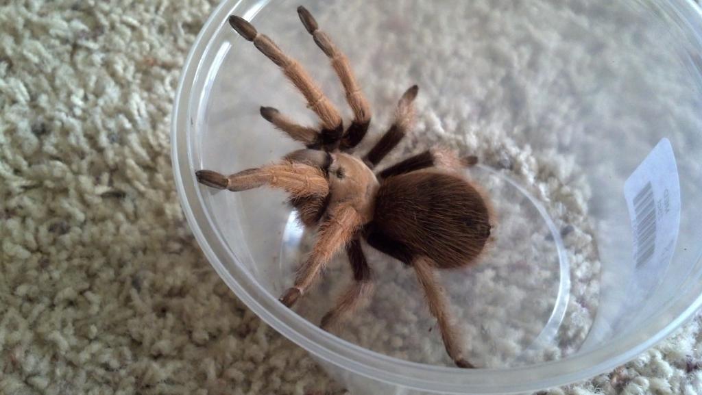 Aphonopelma Sp.