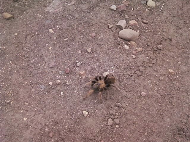 Aphonopelma sp.