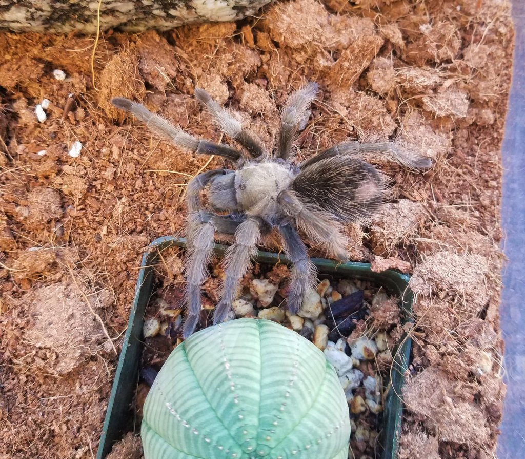 Aphonopelma sp.