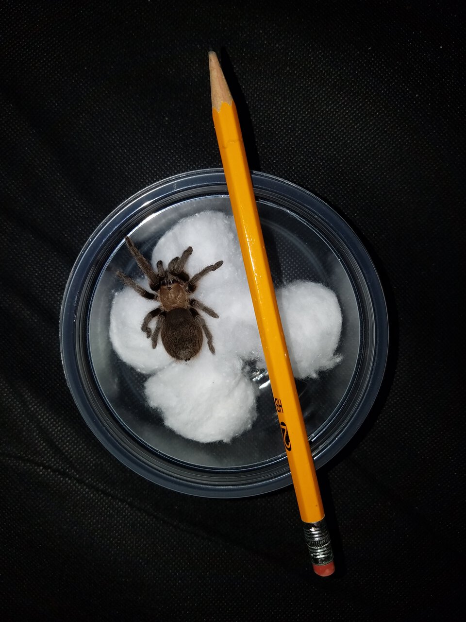 Aphonopelma sp.