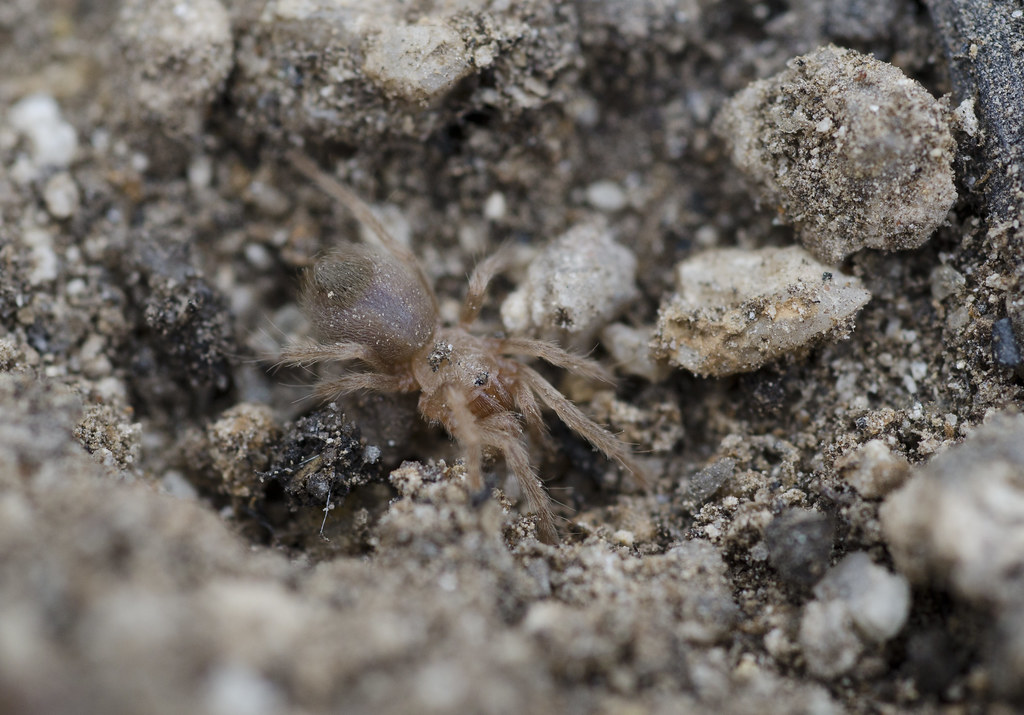 Aphonopelma sp.