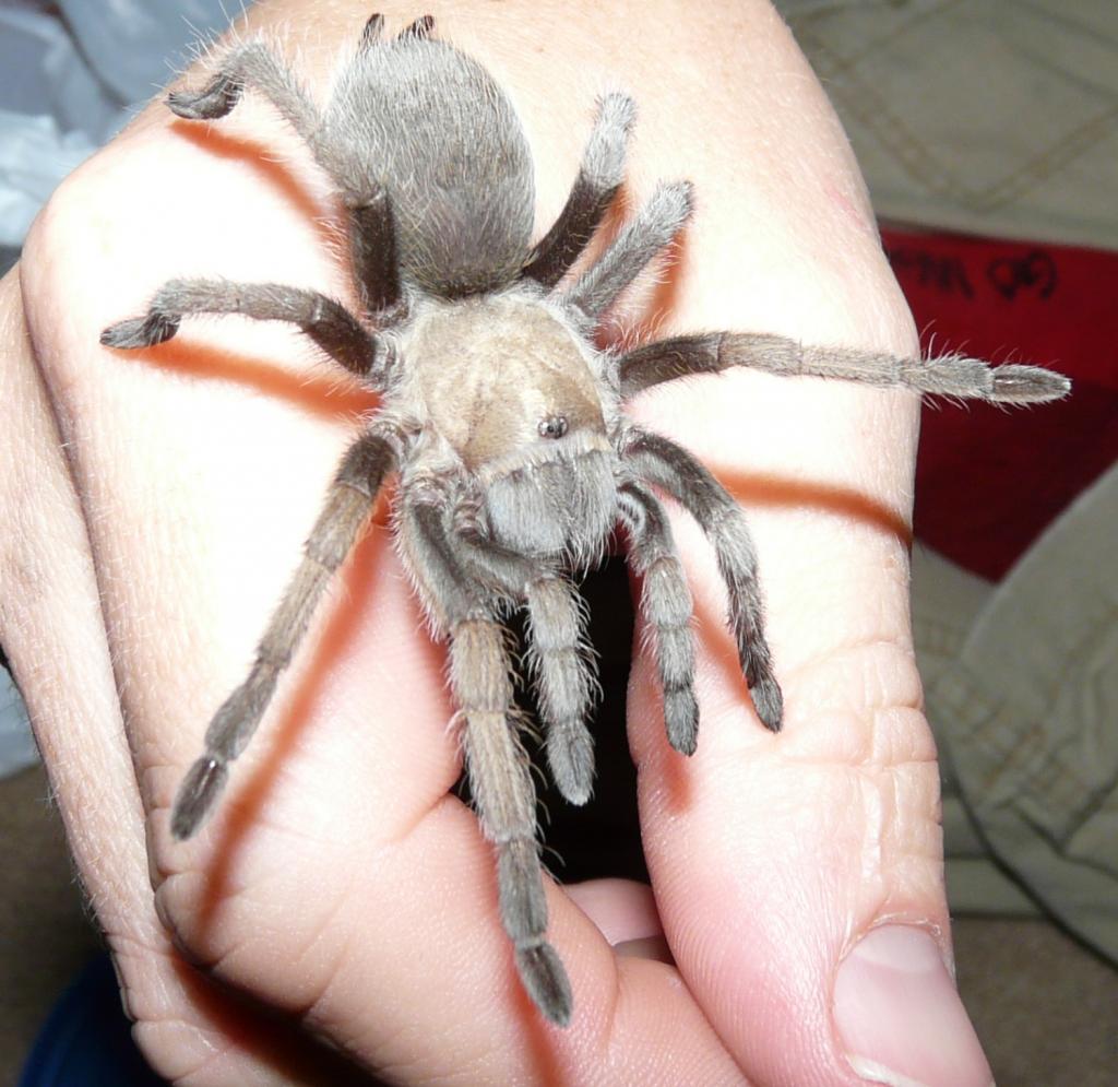 Aphonopelma sp?