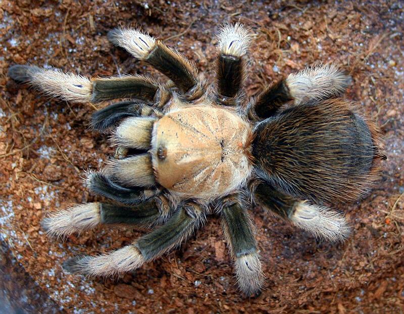 Aphonopelma sp.