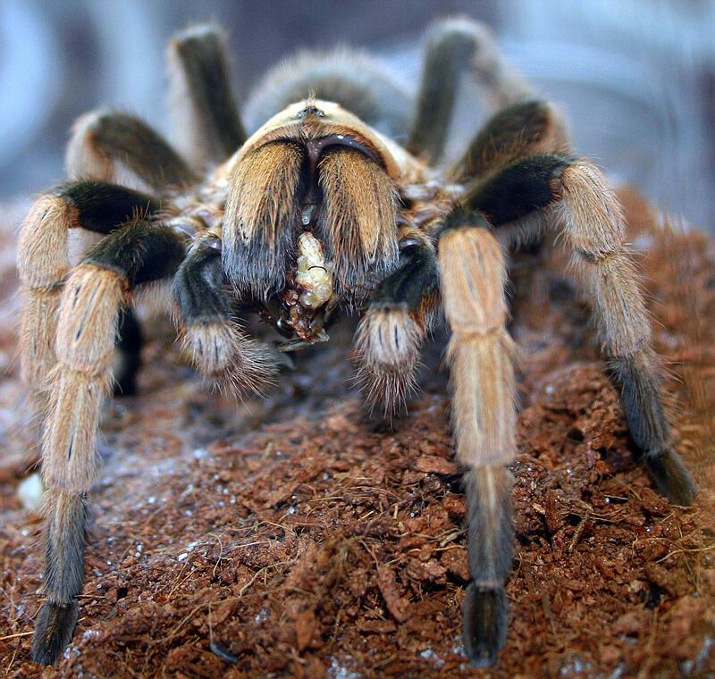 Aphonopelma sp.