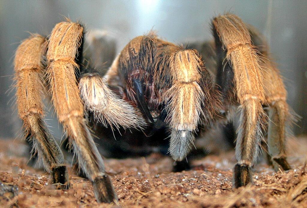 Aphonopelma sp.