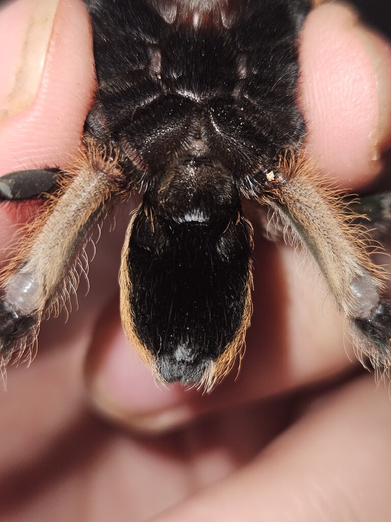 Aphonopelma sp.
