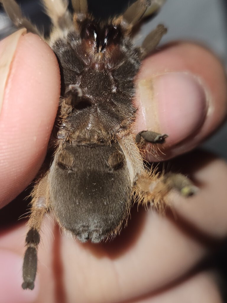 Aphonopelma sp.
