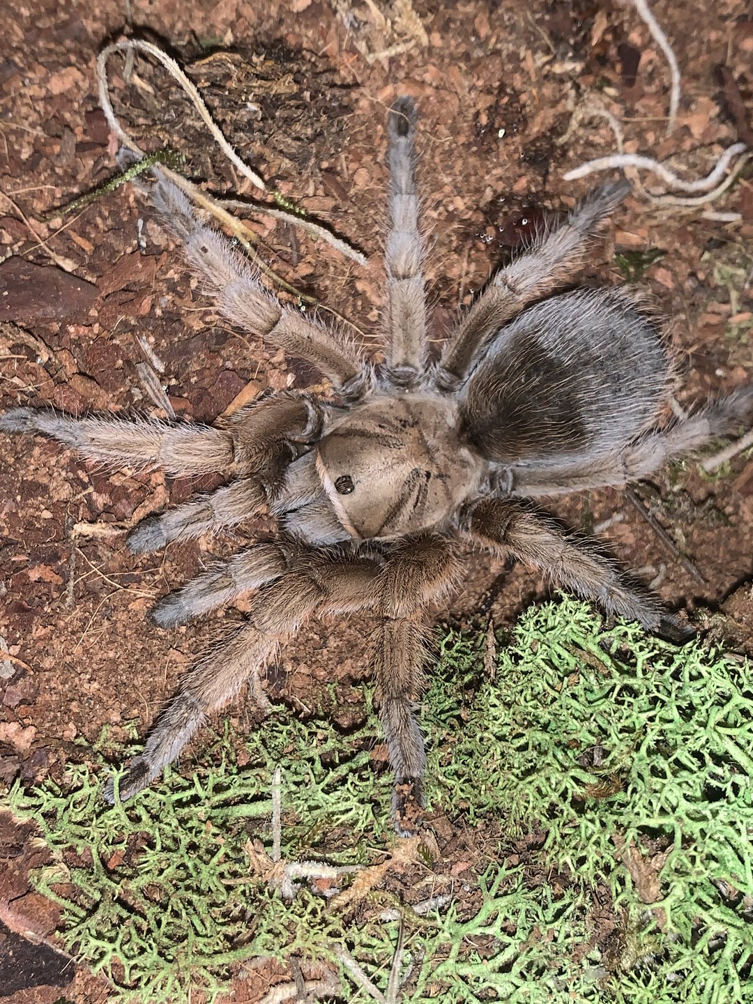 Aphonopelma species "Michoacán"