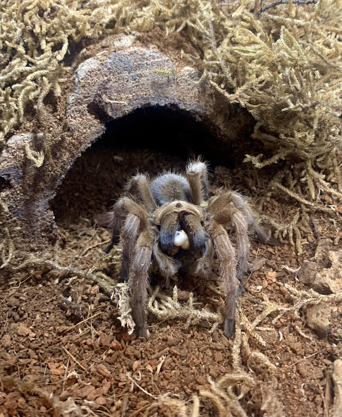 Aphonopelma species "Michoacán"