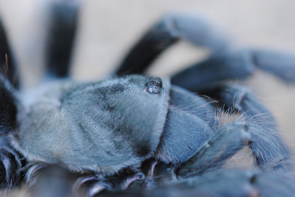 Aphonopelma steindachneri