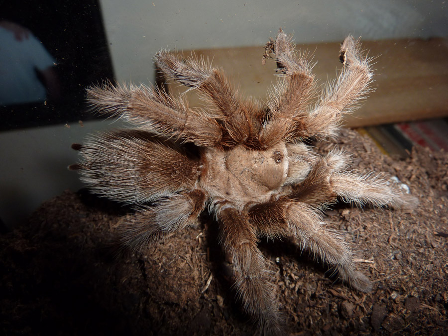 Aphonopelma unknown species, better pic