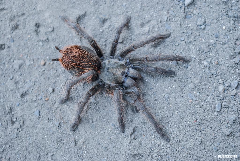 Aphonopelma vorhiesi