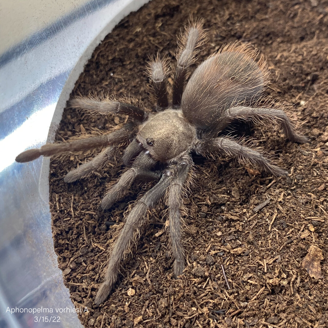 Aphonopelma vorhiesi