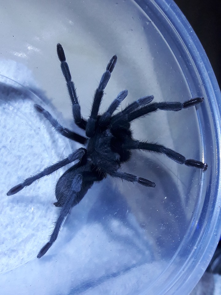 Aphonopelma xwalxwal mature female