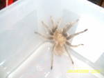 Aphonopelma