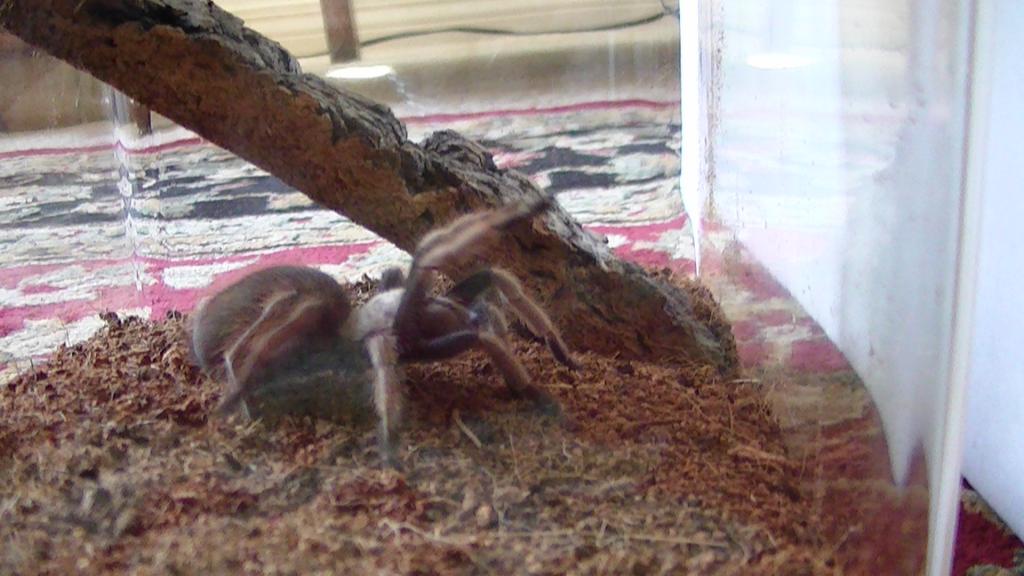 Aphonopelma