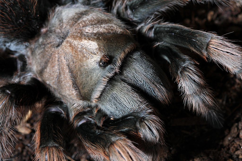 Aphonopelma?