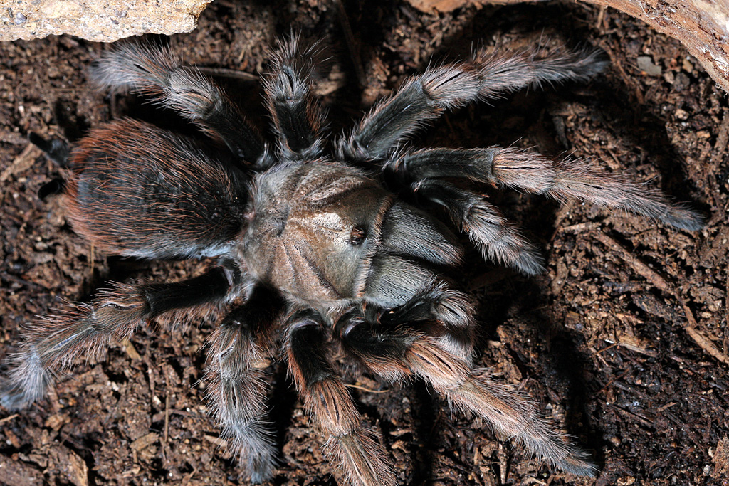 Aphonopelma?