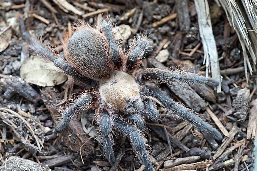 Aphonopelma