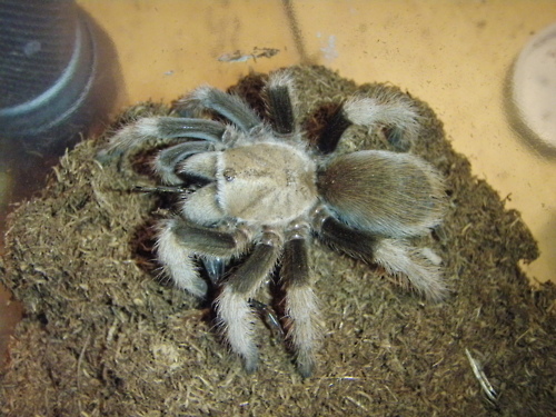 aphonopelma