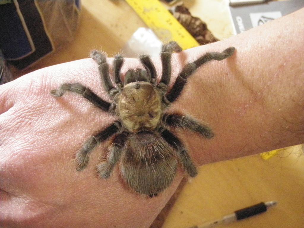 Aphonopelma ???