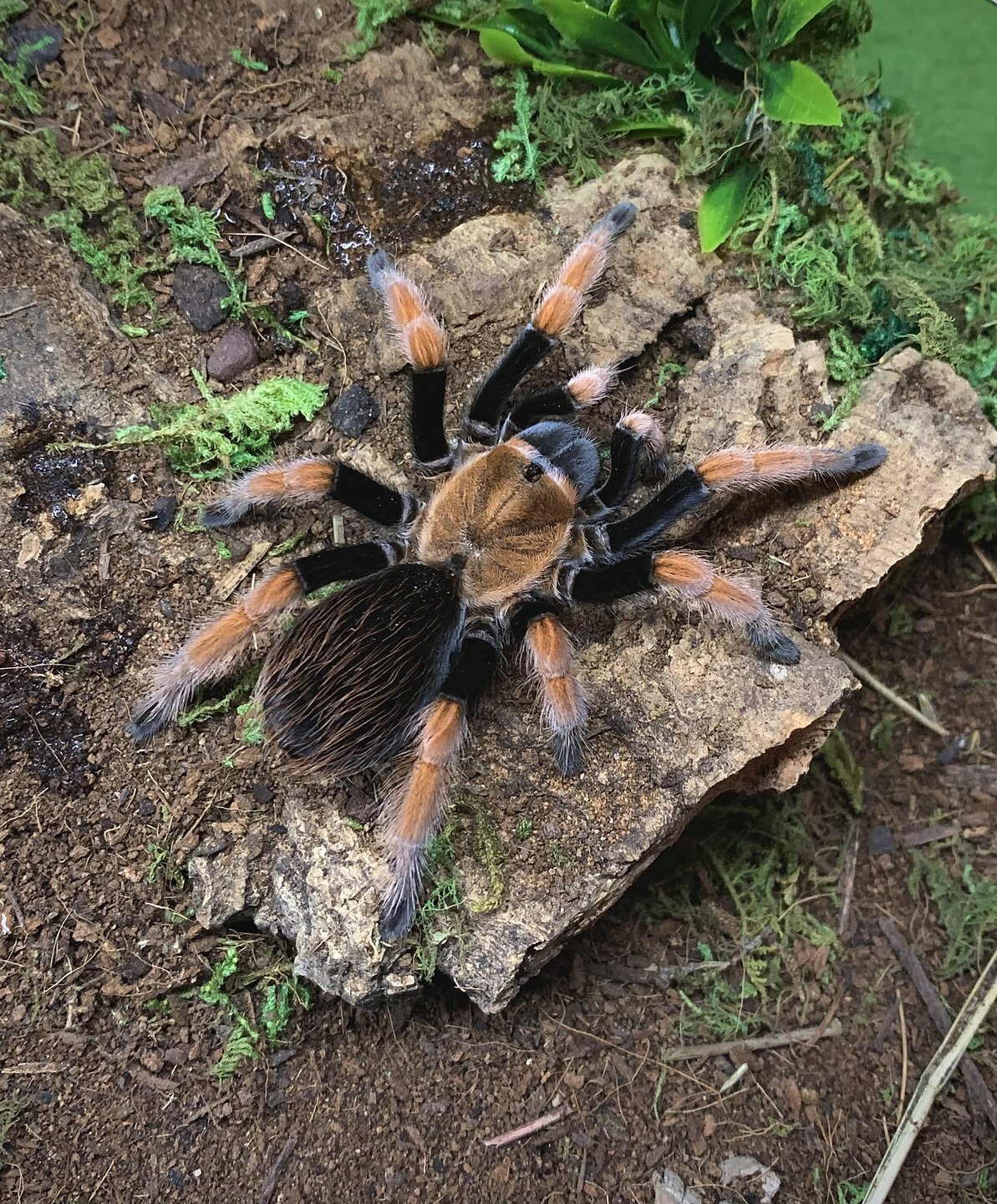 Aphonopelmas of Mexico