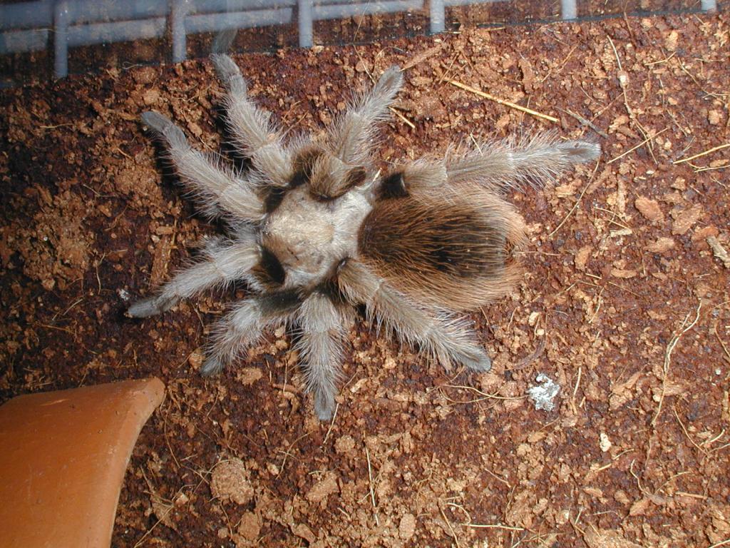 Aphonopelmasp Paysoni (PaysonBlonde)
