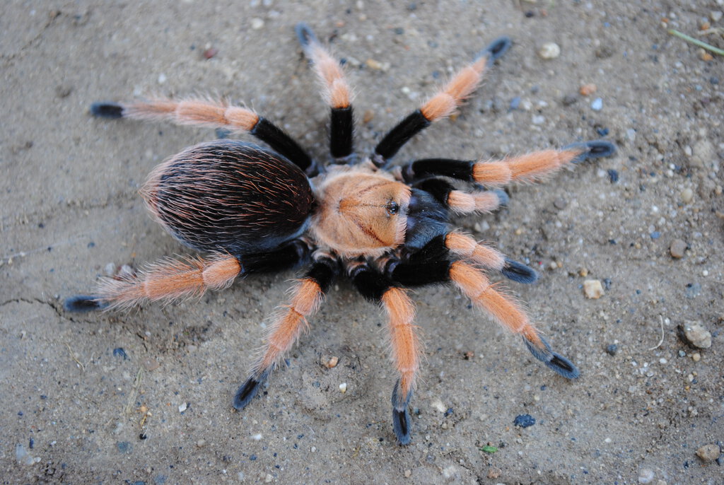 Aphonoplema bicoloratum