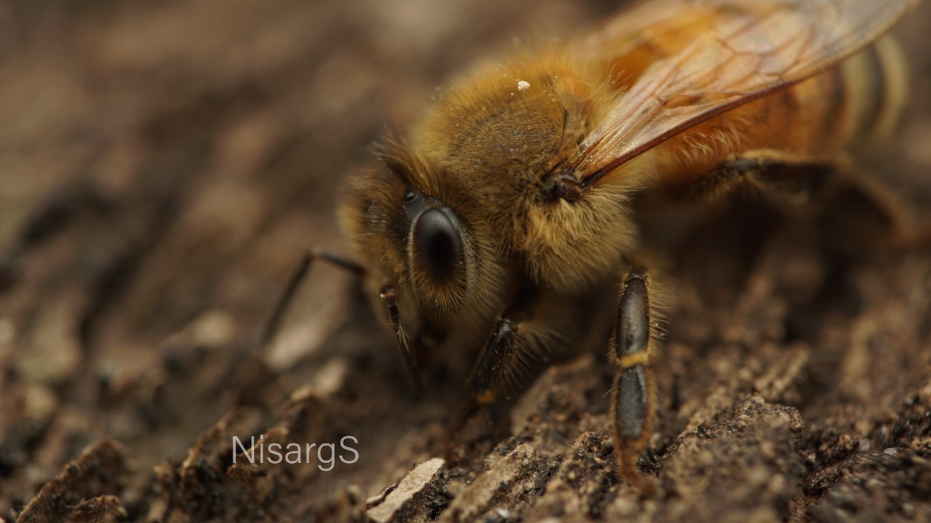 Apis mellifera