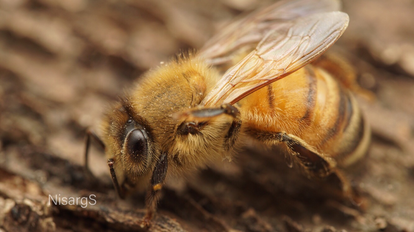 Apis mellifera