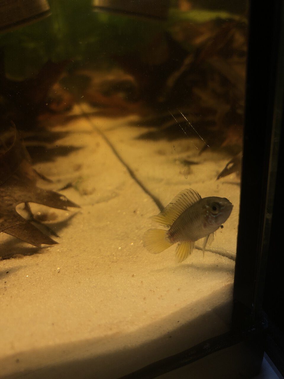 Apistogramma borellii