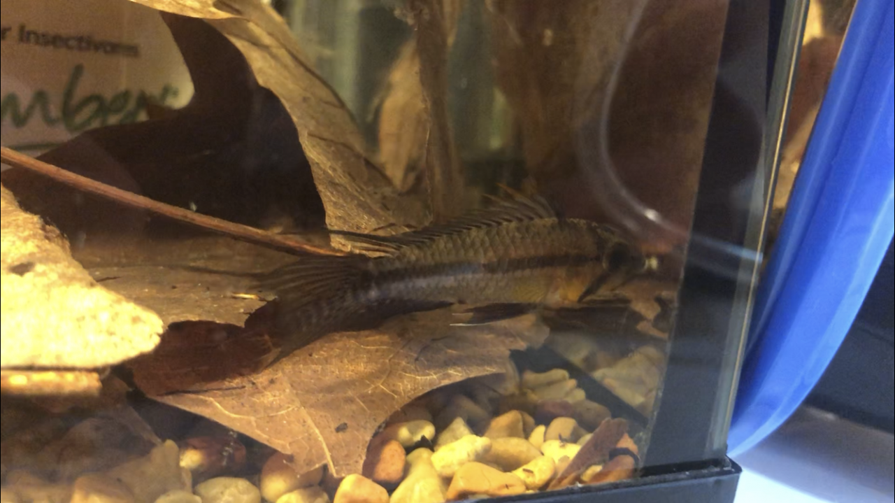 Apistogramma cacatuoides flaring black fins