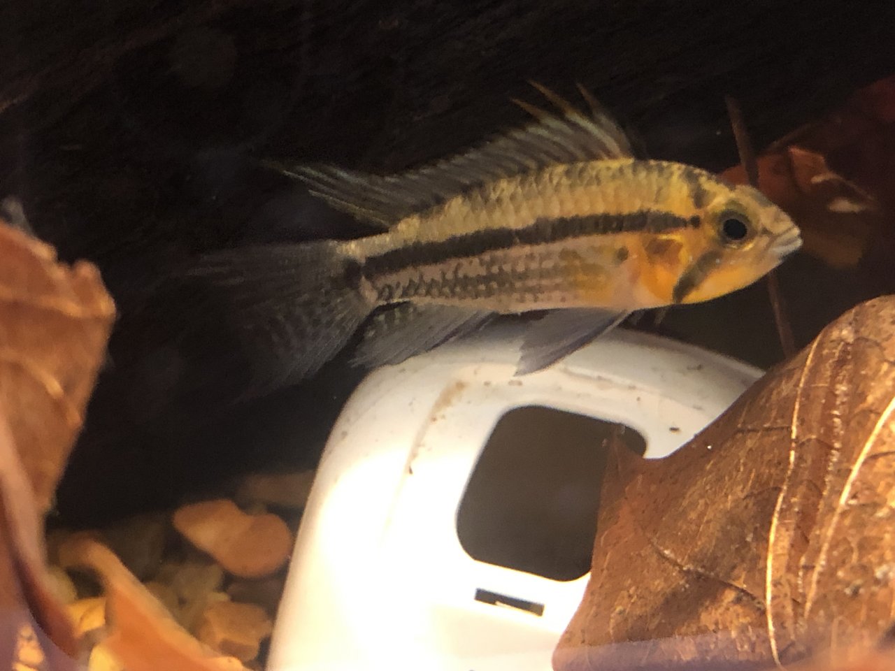 Apistogramma cf. cacatuoides