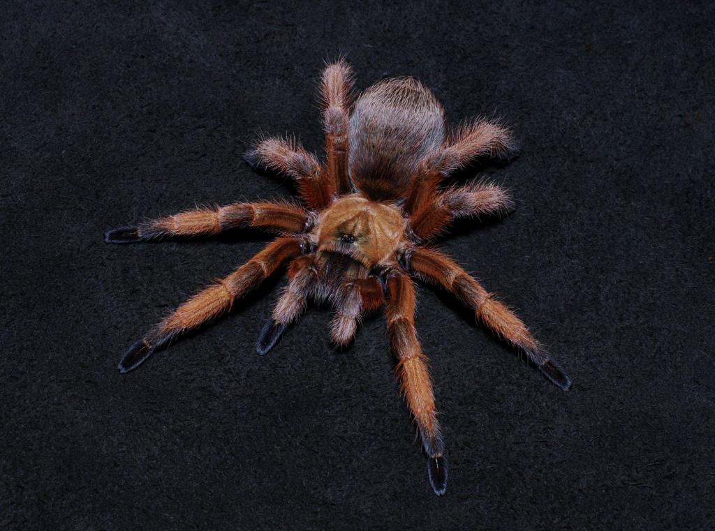 Apnonopelma moderatum：♀