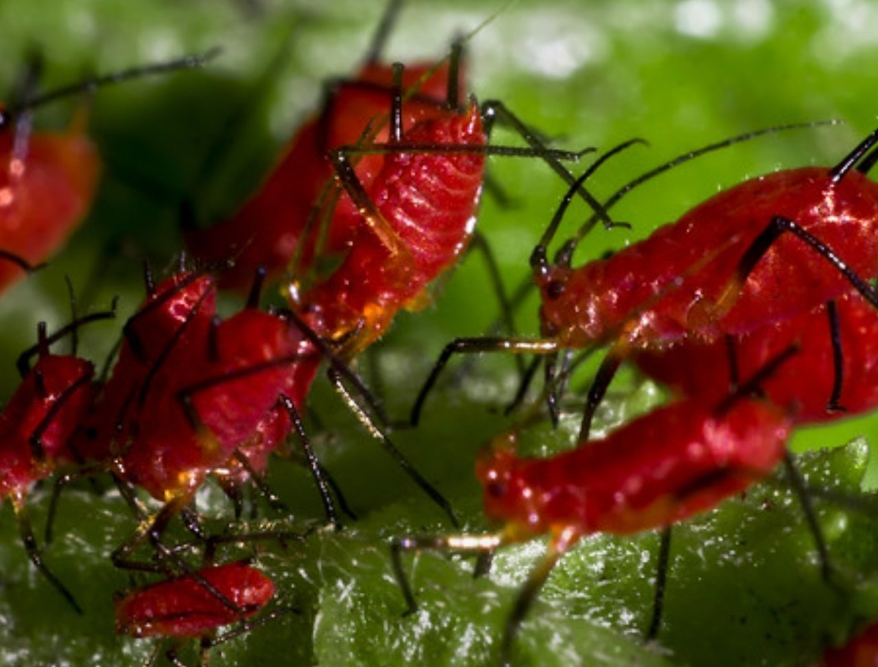 Apple aphids