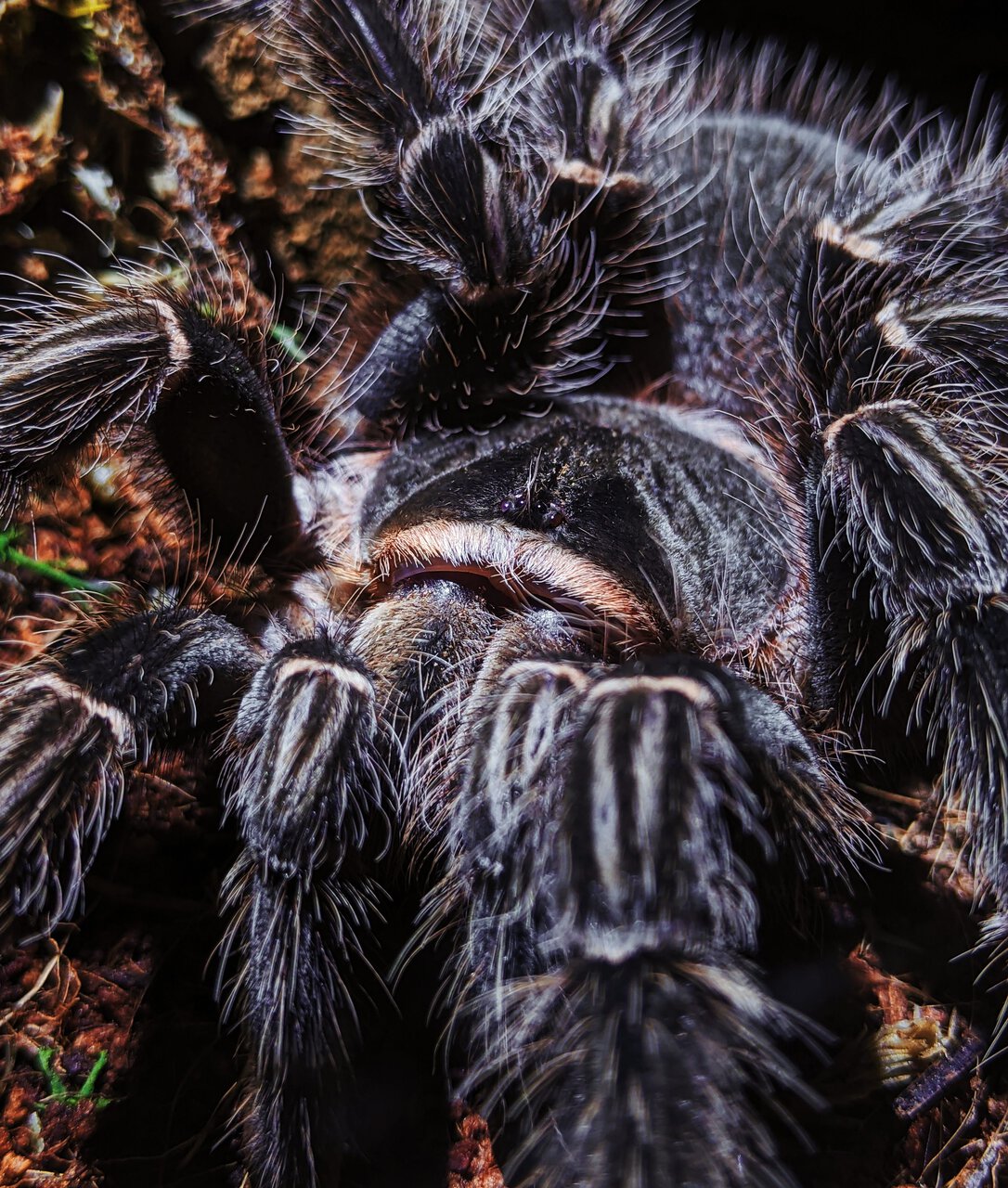 aragog plush